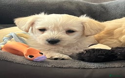 West Highland Terrier dogs for sale: Beautiful westiepoo puppies  - Advert 4