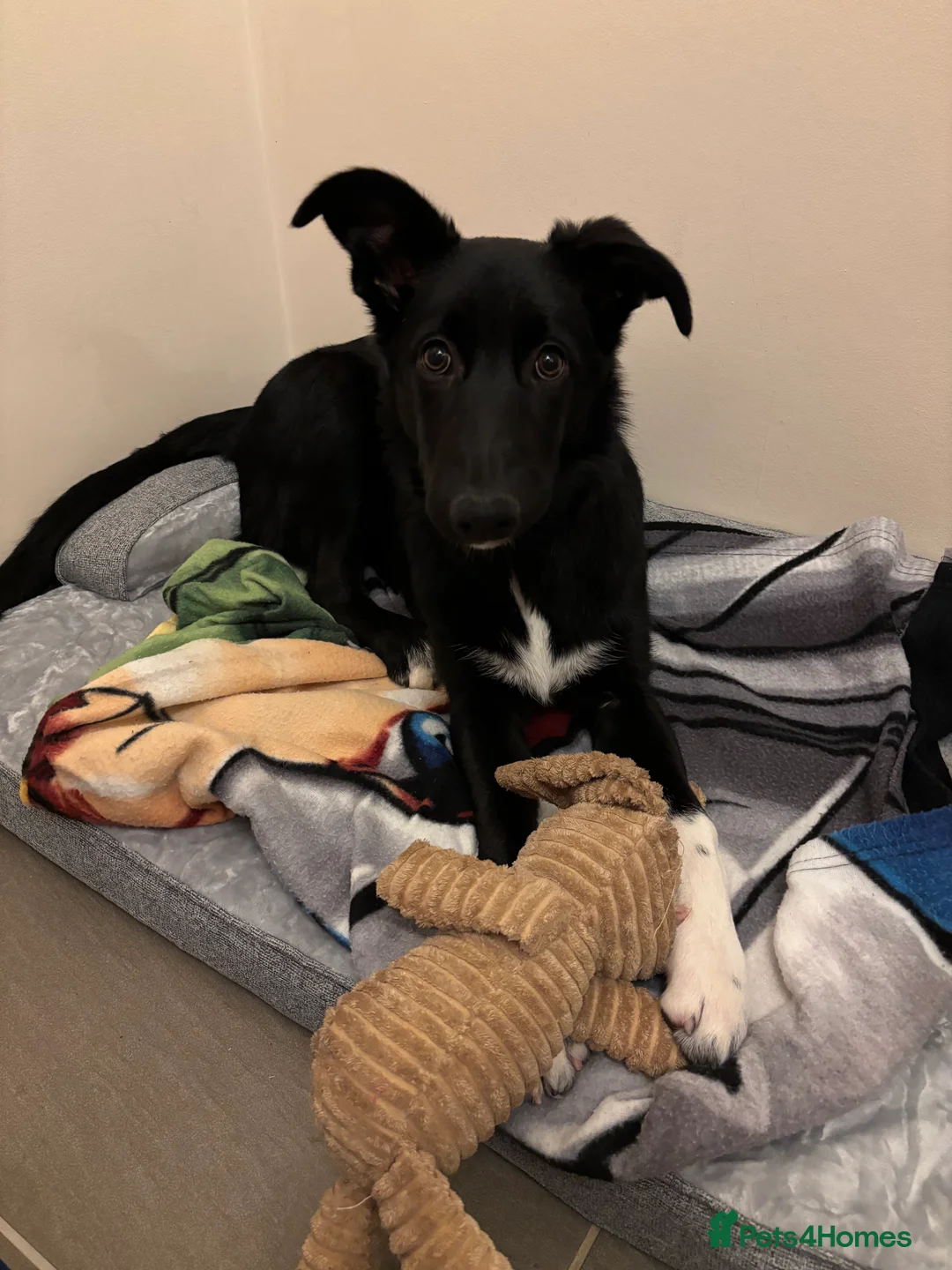 Mixed Breed dogs for sale: 6 month old Collie cross  - Advert 2