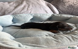 Miniature Dachshund dogs for sale: Miniature dachshund puppy’s  - Image 17