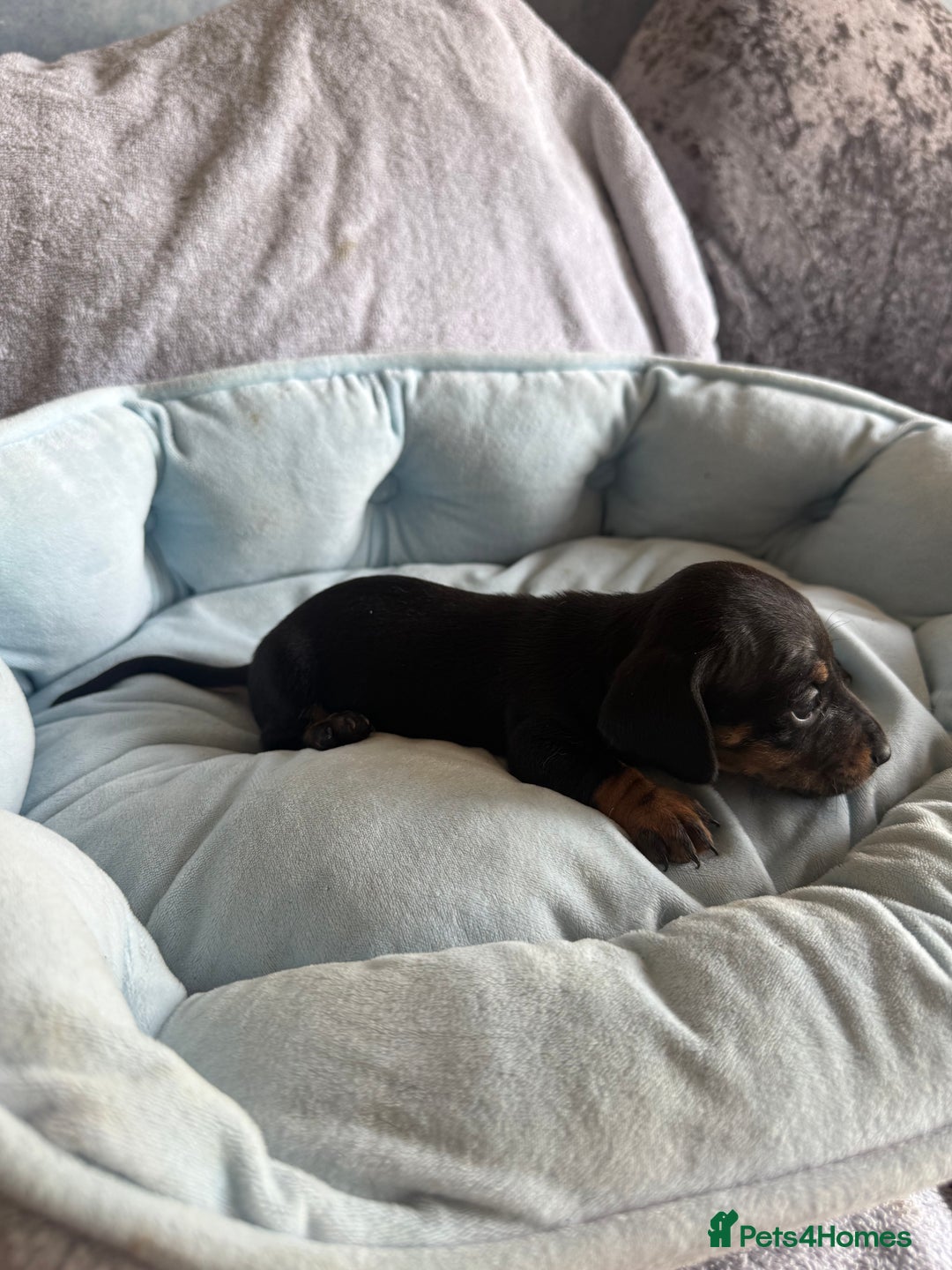 Miniature Dachshund dogs for sale: Miniature dachshund puppy’s  - Image 17