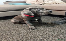 Cane Corso dogs for sale: Cane corso 11 week - Image 4