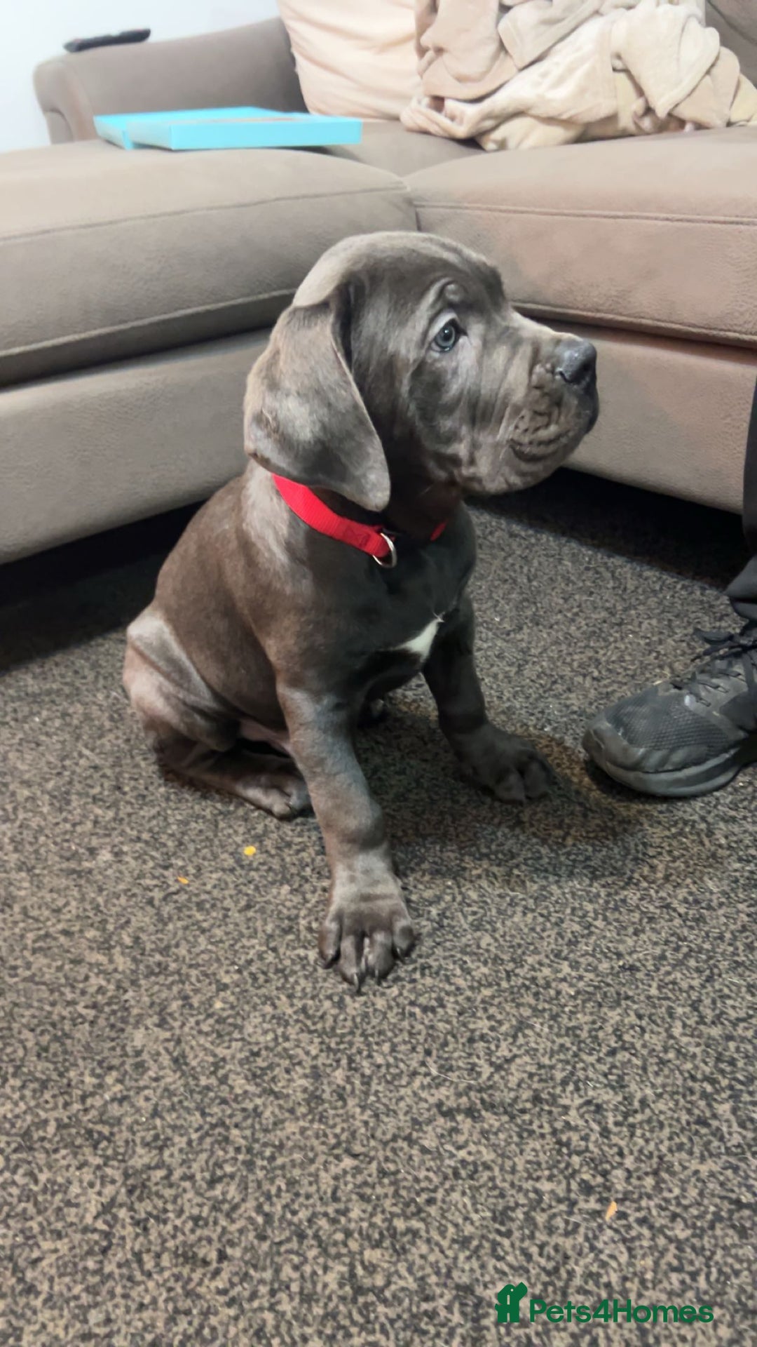 Cane Corso dogs for sale: Cane corso 11 week - Image 4