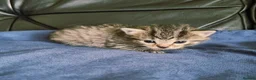 British Shorthair cats for sale: Gorgeous kittens available to reserve  in Kilmarnock - Advert 4