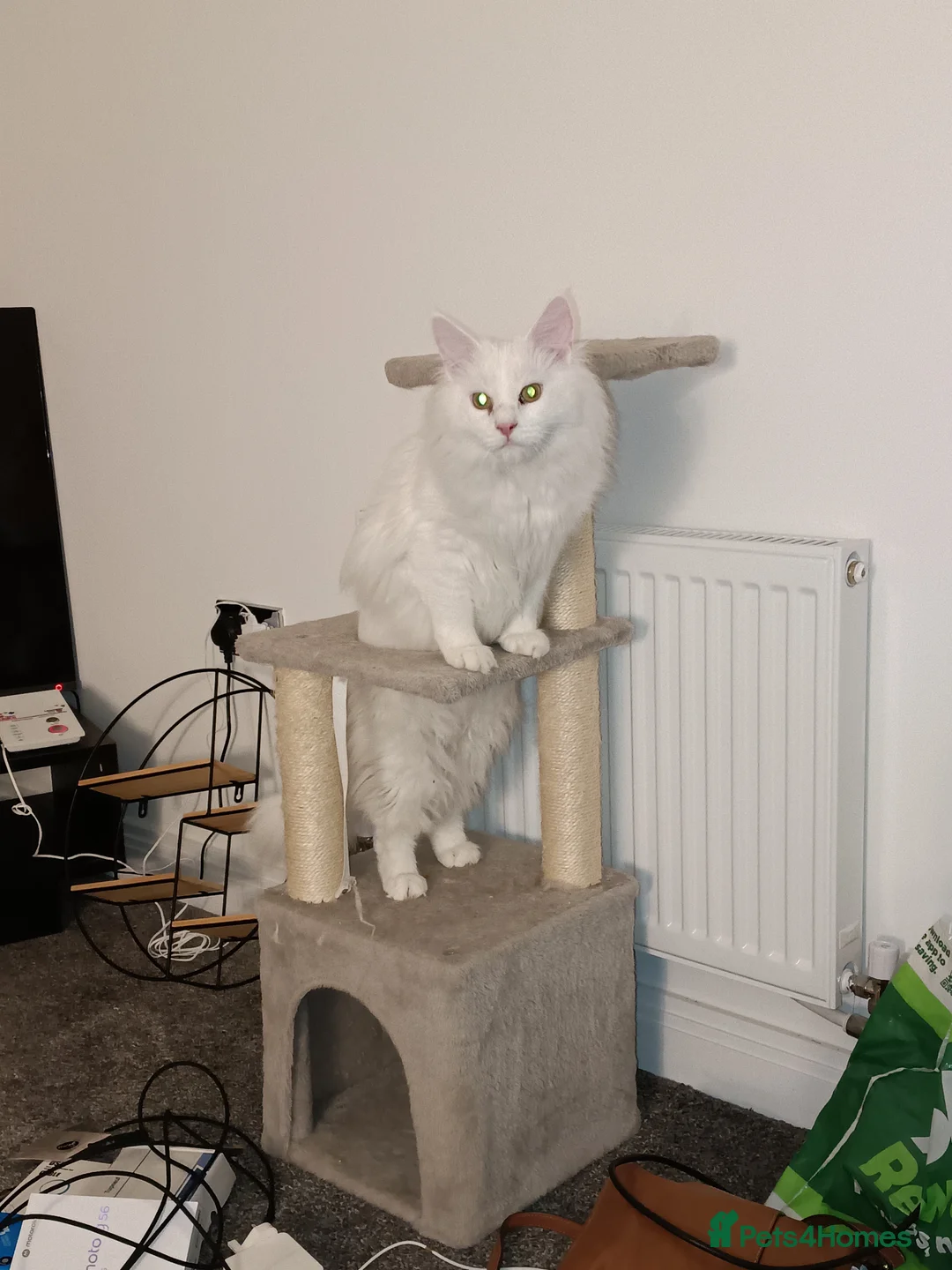 Maine Coon cats for sale: Beautiful Maine coon - Advert 2