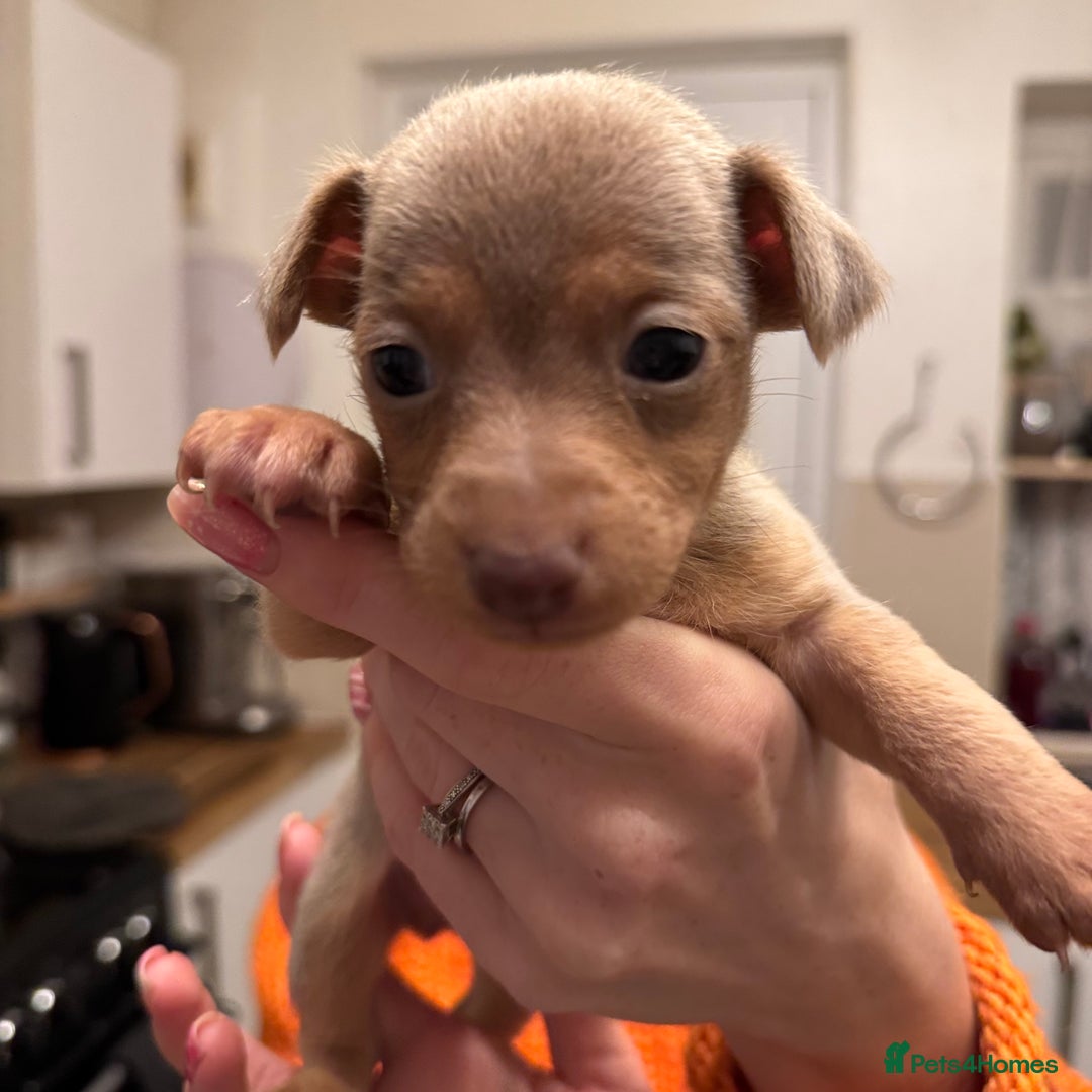 Jack Russell dogs for sale: Stunning miniature jack Russell puppies  - Advert 6