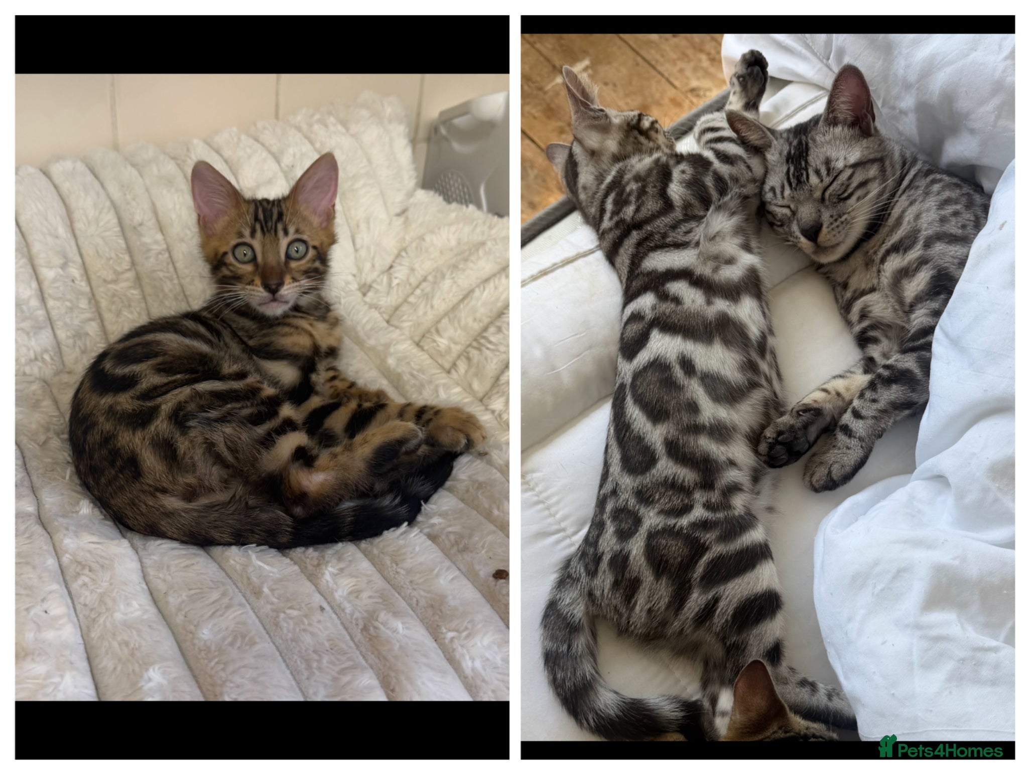 Bengal cats BENGAL 🔥 KITTENS TICA REGISTERED  - Advert 1