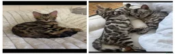 Bengal cats for sale: BENGAL 🔥 KITTENS TICA REGISTERED  - Advert 9