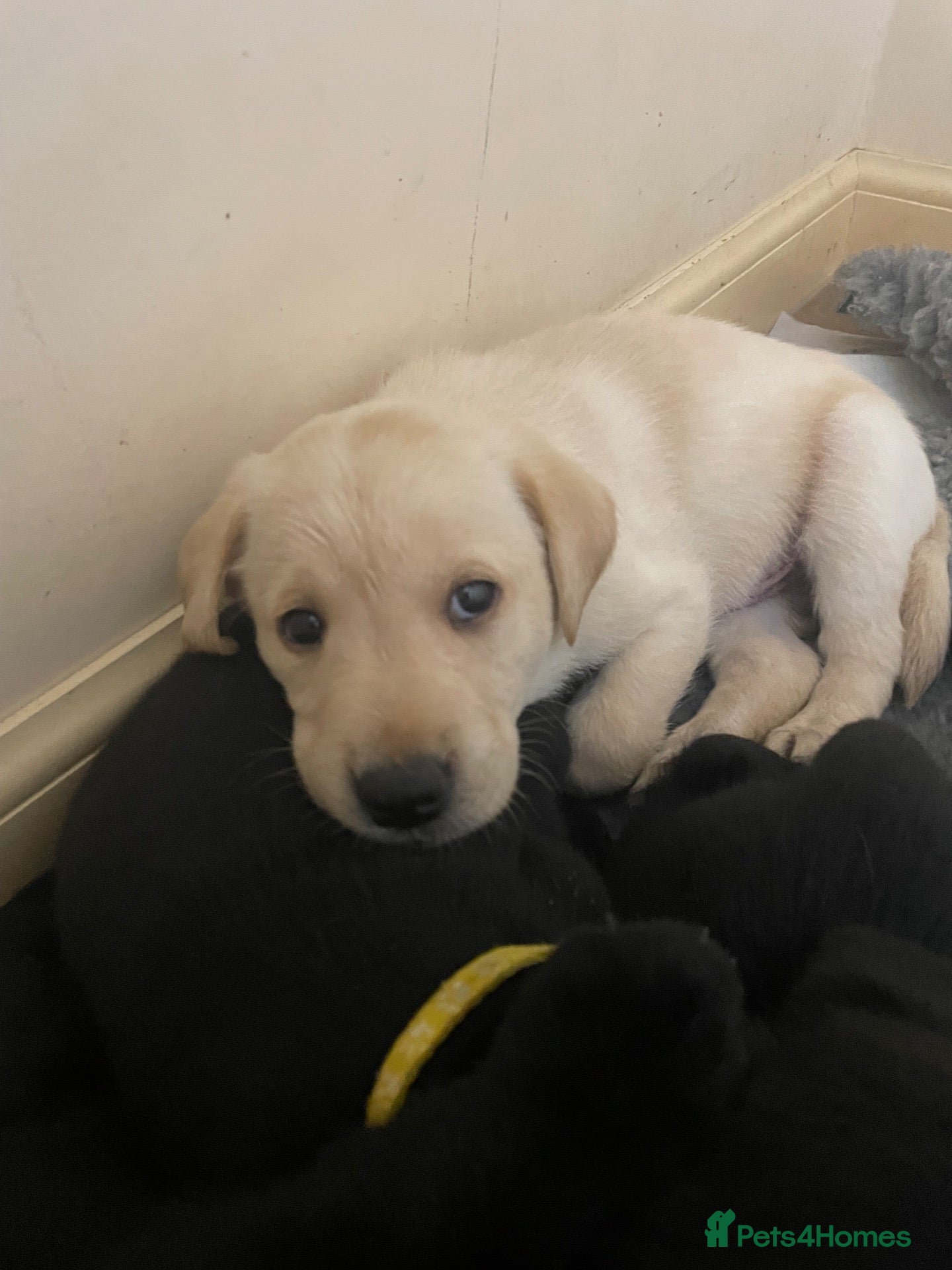 Labrador Retriever dogs Labrador Puppies  - Advert 1