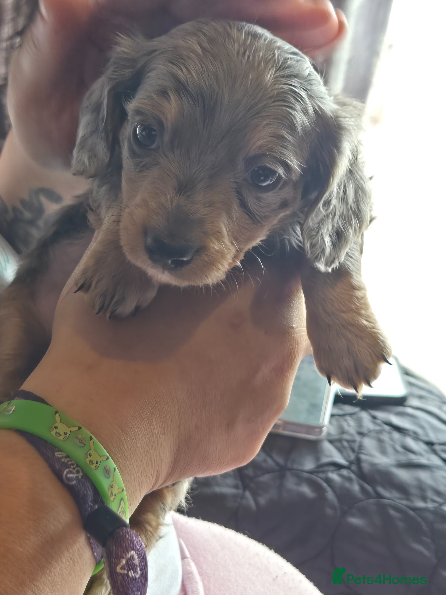 Dachshund dogs for sale: 5 gorgeous dachshund puppies for loving homes in Ludlow - Advert 21