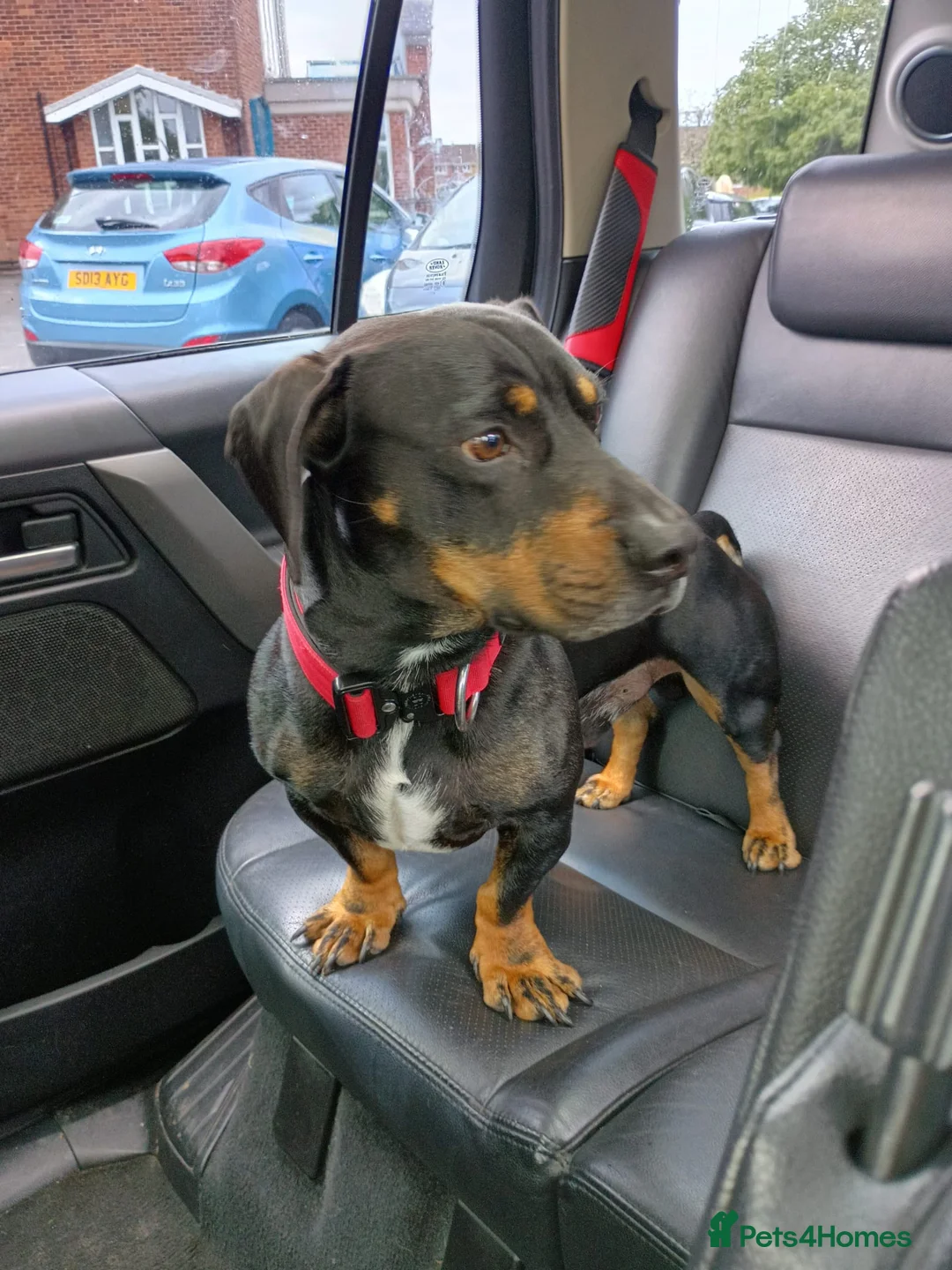 Mixed Breed dogs for sale: Dachshund x Rottweiler  - Advert 2