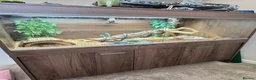 Bearded Dragon reptiles for sale: Rehoming a Gorgeous Bearded Dragon in Ashtead - Advert 4