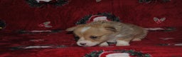 Welsh Corgi Pembroke dogs for sale: Welsh Pembroke Corgi Puppies - Girls Available - Advert 14
