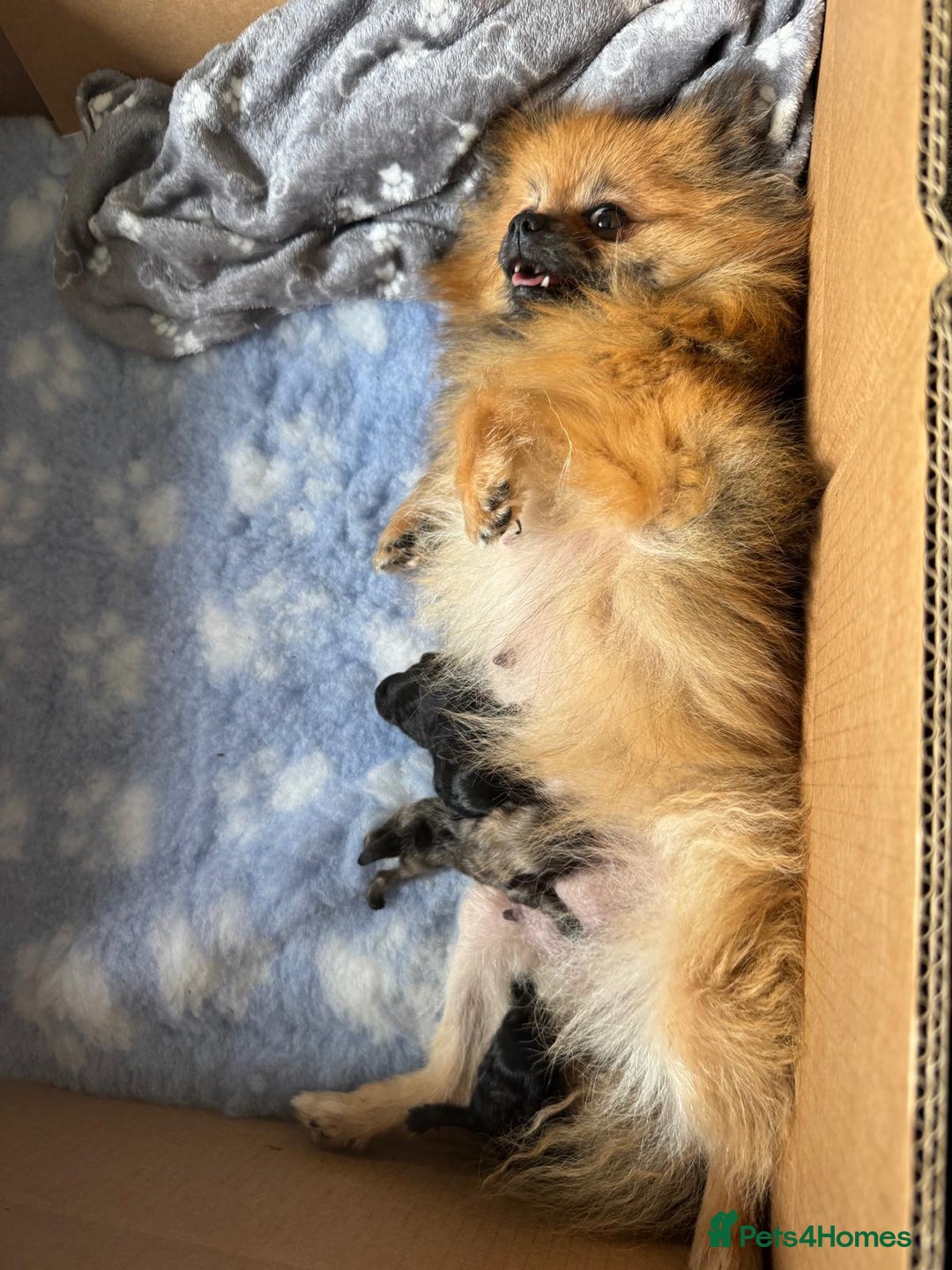 Pomeranian dogs for sale: ** Stunning Black Boy ** - Image 7