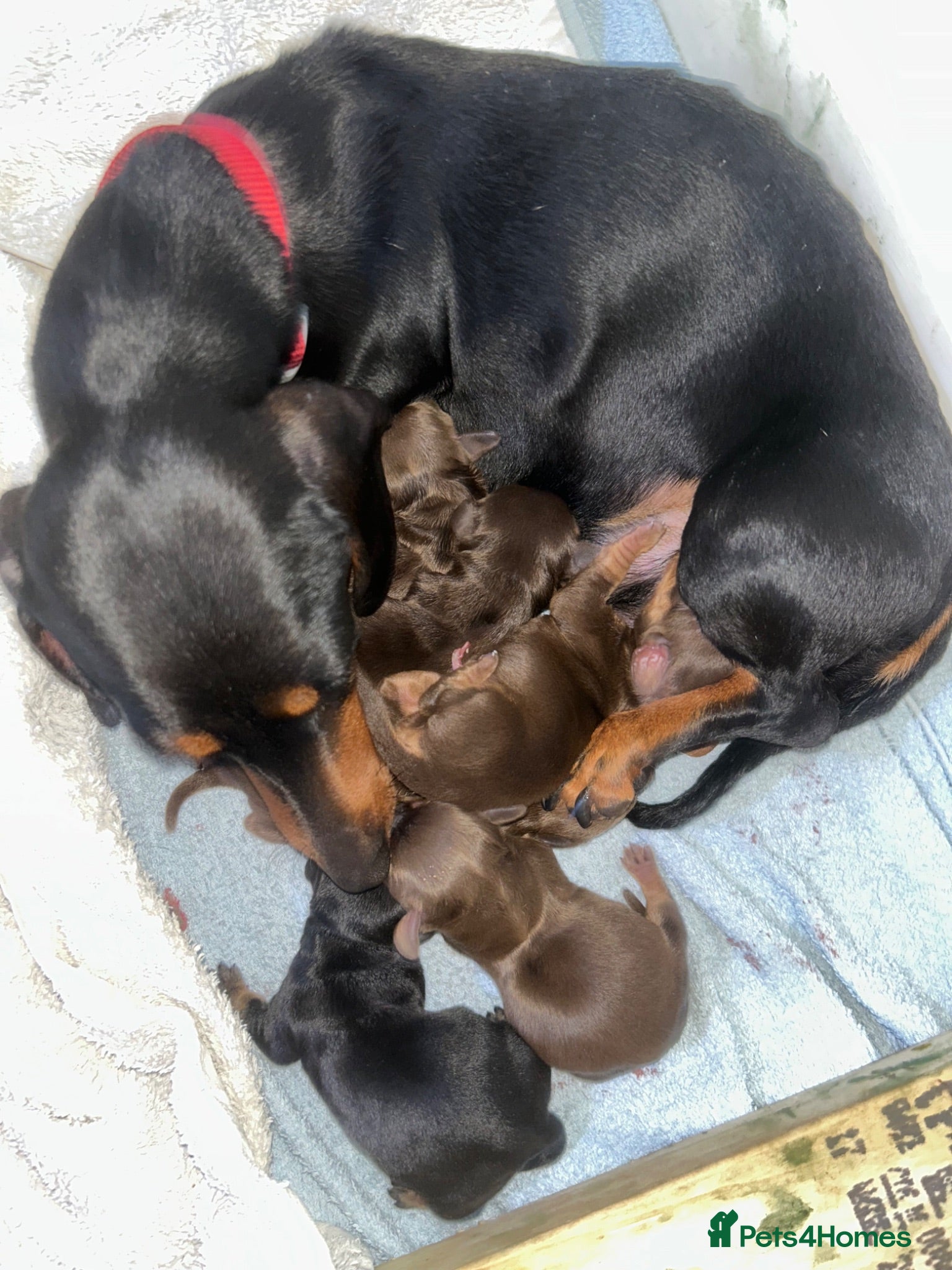 Miniature Dachshund dogs 2 left in Somerset  - Advert 1