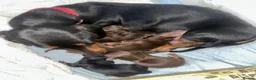 Miniature Dachshund dogs for sale: 2 left in Somerset  - Advert 1