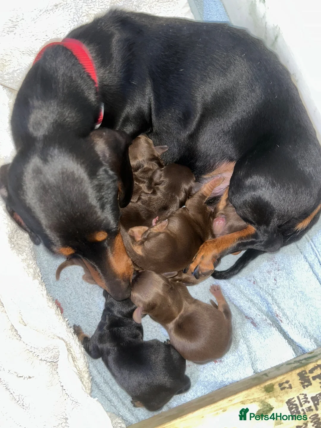Miniature Dachshund dogs for sale: 2 left in Somerset  - Advert 1