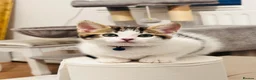 Mixed Breed cats for sale: Adorable,Kittens Ready for Their Forever Homes! 🐾 - Advert 24
