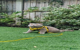 British Shorthair cats for stud: Amasing British Shorthair Lilac for stud - Image 12