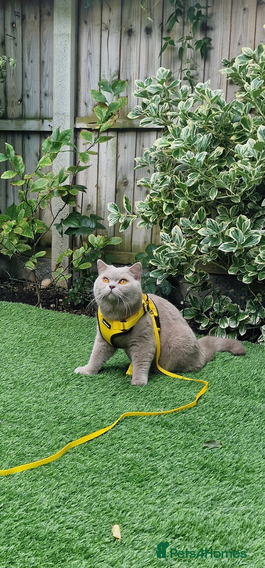 British Shorthair cats for stud: Amasing British Shorthair Lilac for stud - Image 12