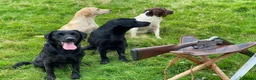 Labrador Retriever dogs for stud: Field Trial Champion, gorgeous black lab stud dog in Bristol - Advert 5