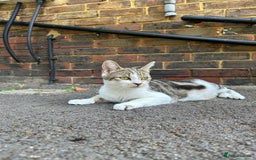 Bengal cats for sale: 5 Beautiful Bengal kittens  - Image 10