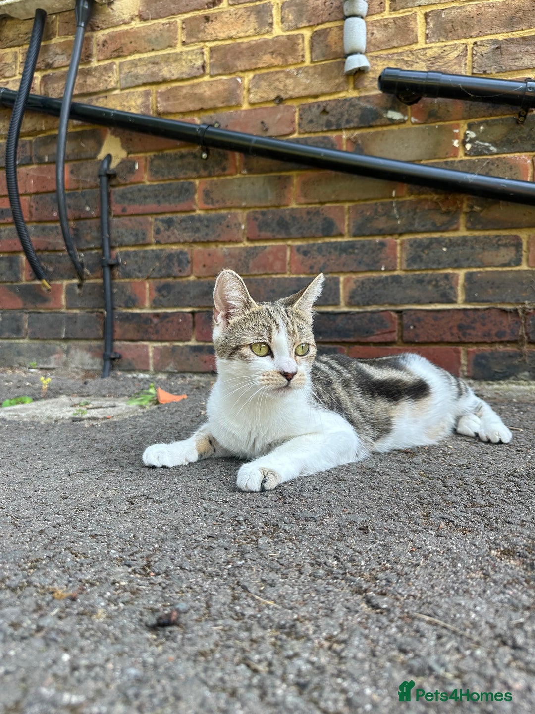 Bengal cats for sale: 5 Beautiful Bengal kittens  - Image 10