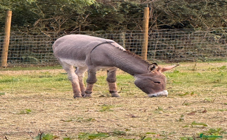 Donkey livestock - Advert 11
