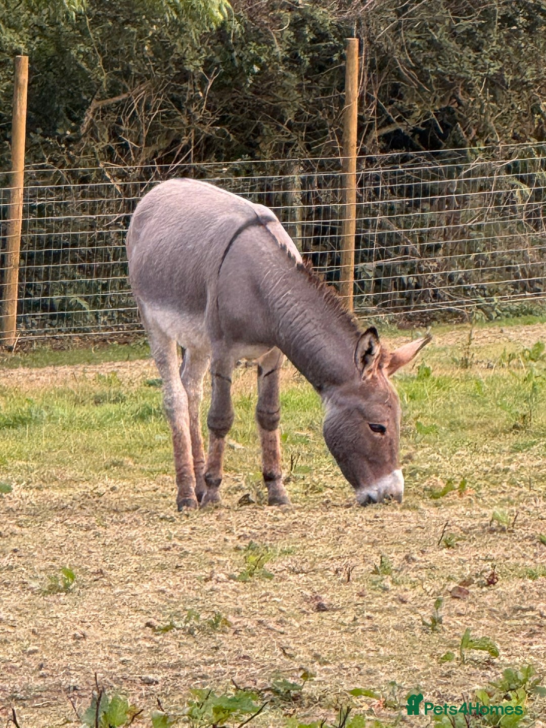 Donkey livestock for sale: Rare true to type standard grey jack donkey - Image 1