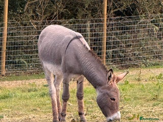 Donkey livestock - Advert 9
