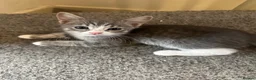 Mixed Breed cats for sale: Mixed British short hair x bengal kittens  - Advert 7