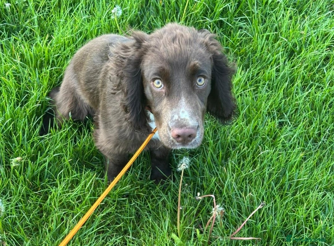 Cocker Spaniel dogs for sale: Cocker spaniel puppies due  - Advert 5