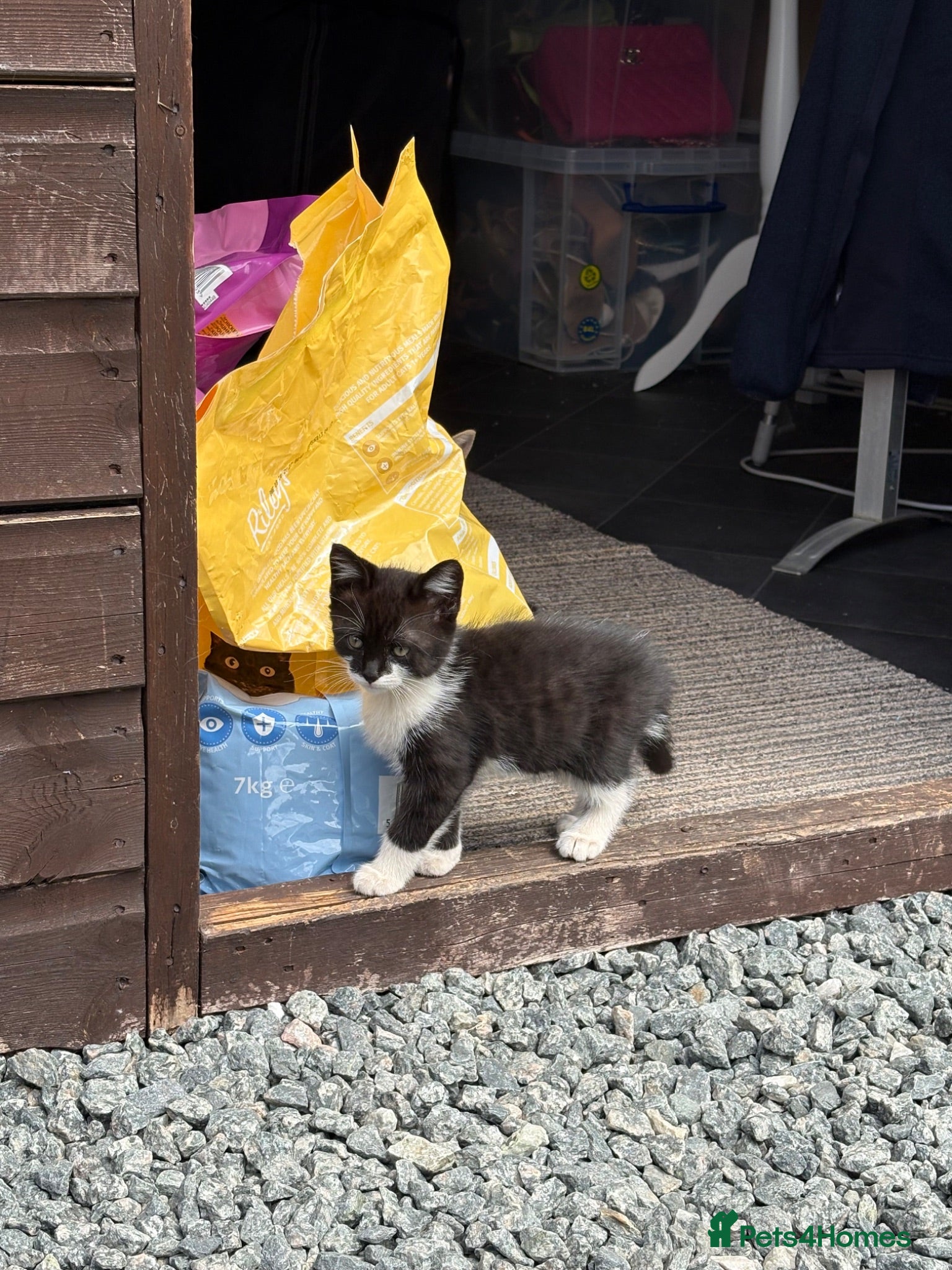 Mixed Breed cats Kittens  - Advert 3