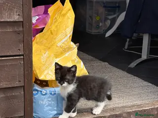 Mixed Breed cats Kittens - Advert 3