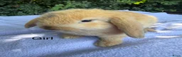 Mini Lop rabbits for sale: Mini lop babies  - Advert 4