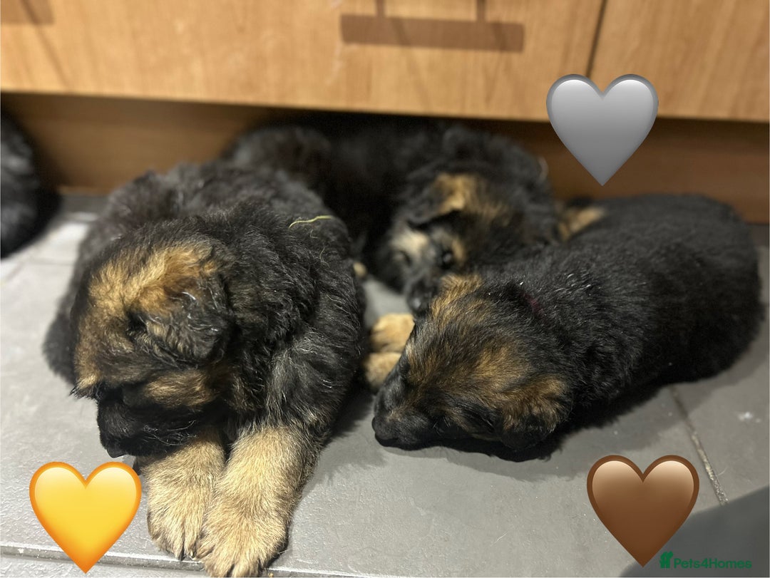 German Shepherd dogs for sale: Kc registered long haired GSD Puppy - Advert 21