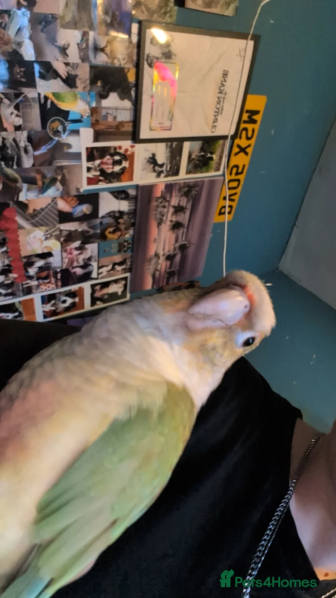 Conures birds for sale: Loki the conure  - Advert 4