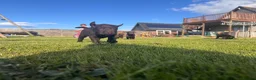 Labrador Retriever dogs for sale: Gorgeous Chunky Chocolate Labrador Puppies  in Tain - Advert 4