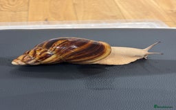 Snails invertebrates for sale: SILVER LEUCISTIC OVUMS TANK STARTER KIT IREDALEI  - Image 5