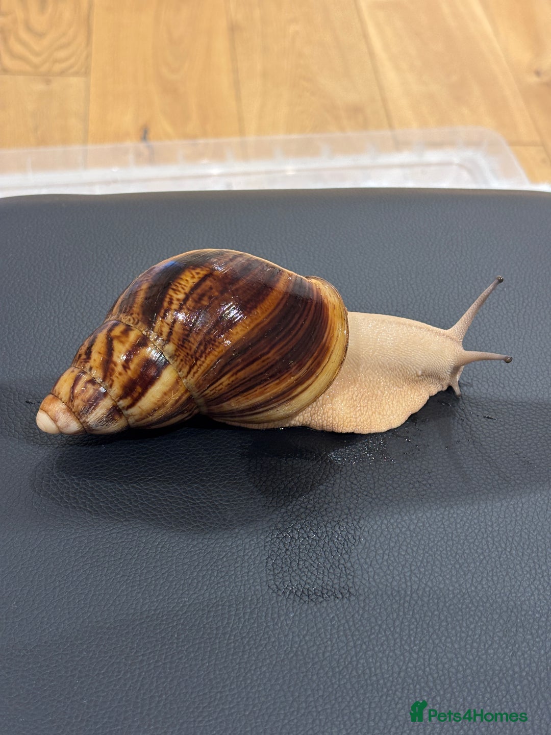 Snails invertebrates for sale: SILVER LEUCISTIC OVUMS TANK STARTER KIT IREDALEI  - Image 5