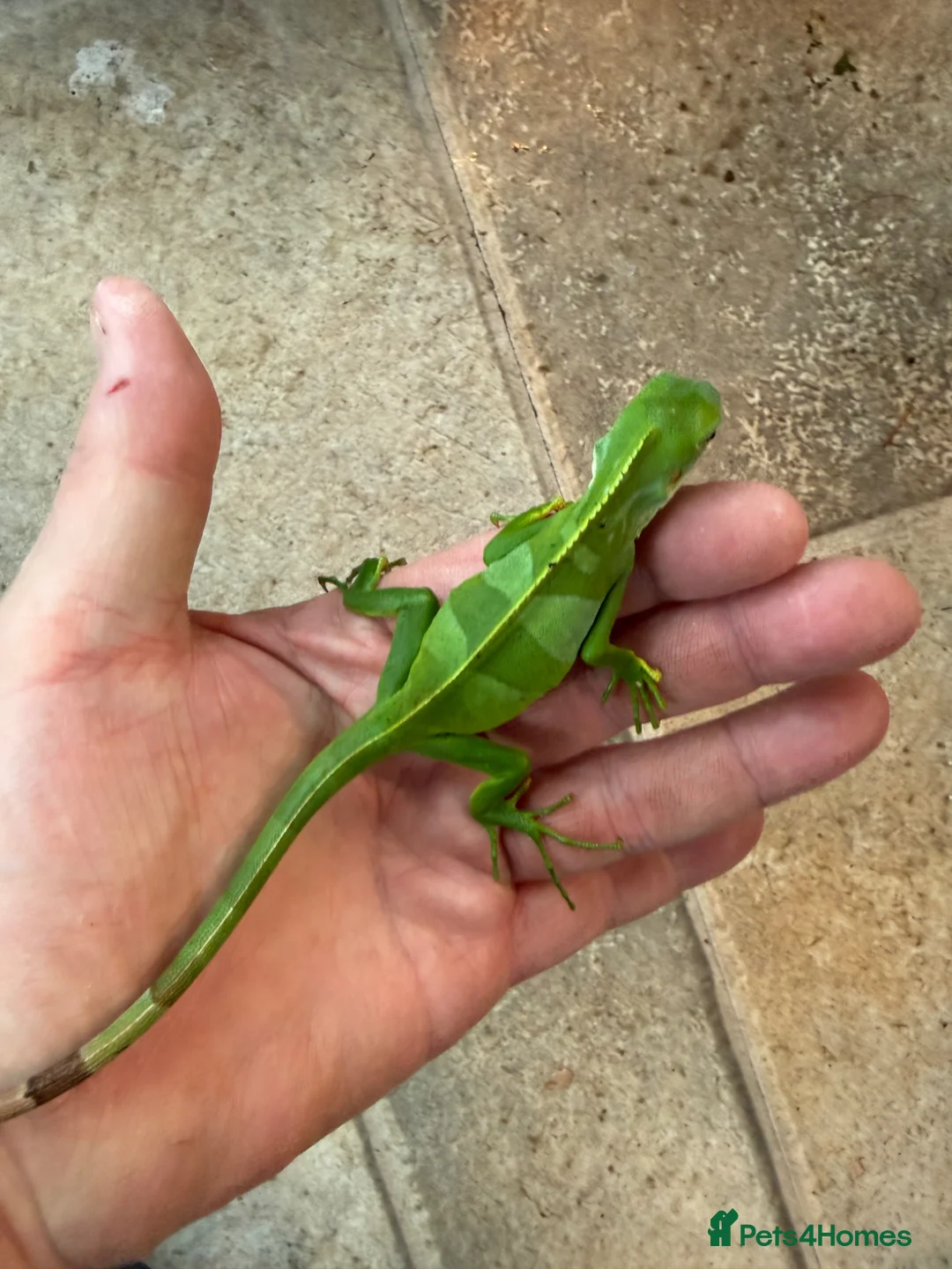 Iguana reptiles for sale: Fiji Banded Iguana Male - Advert 1