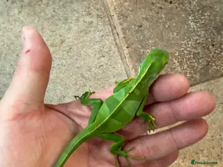 Iguana reptiles Fiji Banded Iguana Male - Advert 5