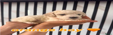 Mixed Breed 5
