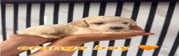 Mixed Breed dogs for sale: Cockapoochon  - Advert 3