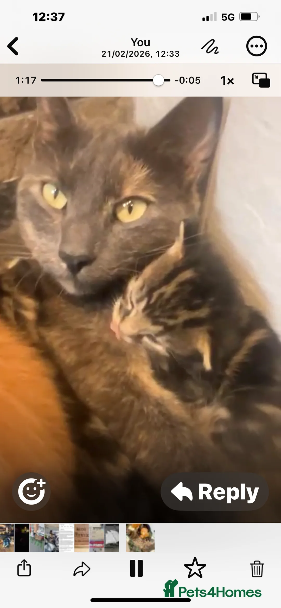 Mixed Breed cats for sale: READY TO RESERVE   in Southampton - Advert 6