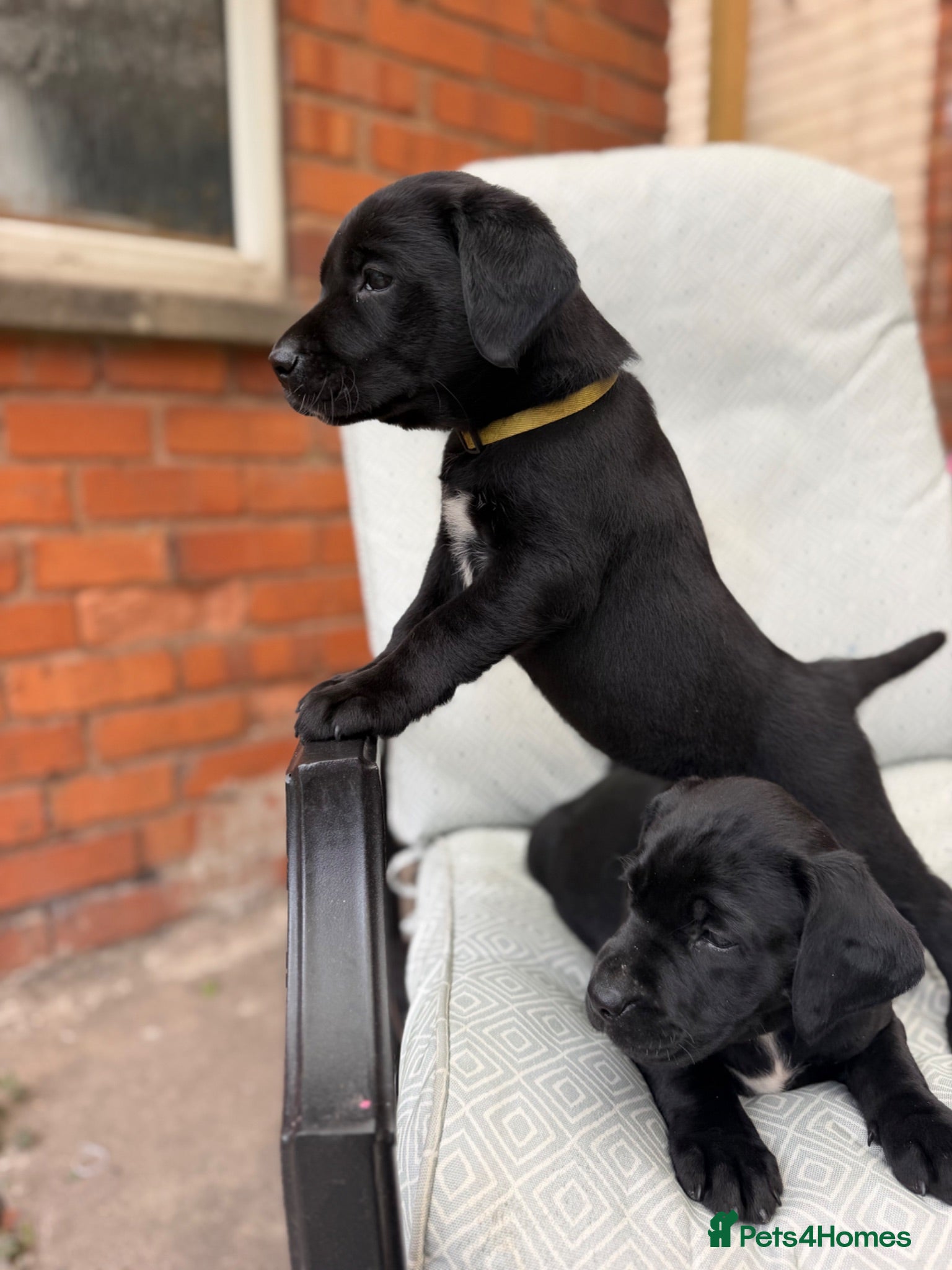 Labrador Retriever dogs Pedigree Black Labradors 2 girls available  - Advert 6