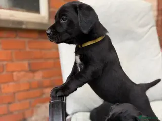 Labrador Retriever dogs Pedigree Black Labradors 2 girls available - Advert 6