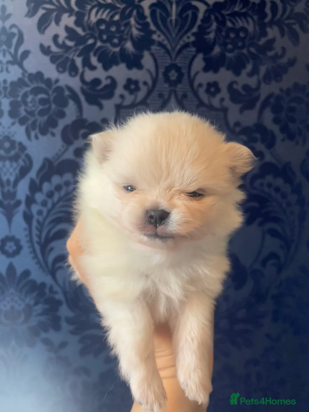 Pomeranian dogs for sale: White KENNEL CLUB Registered CHAMPION Bloodlines - Advert 4