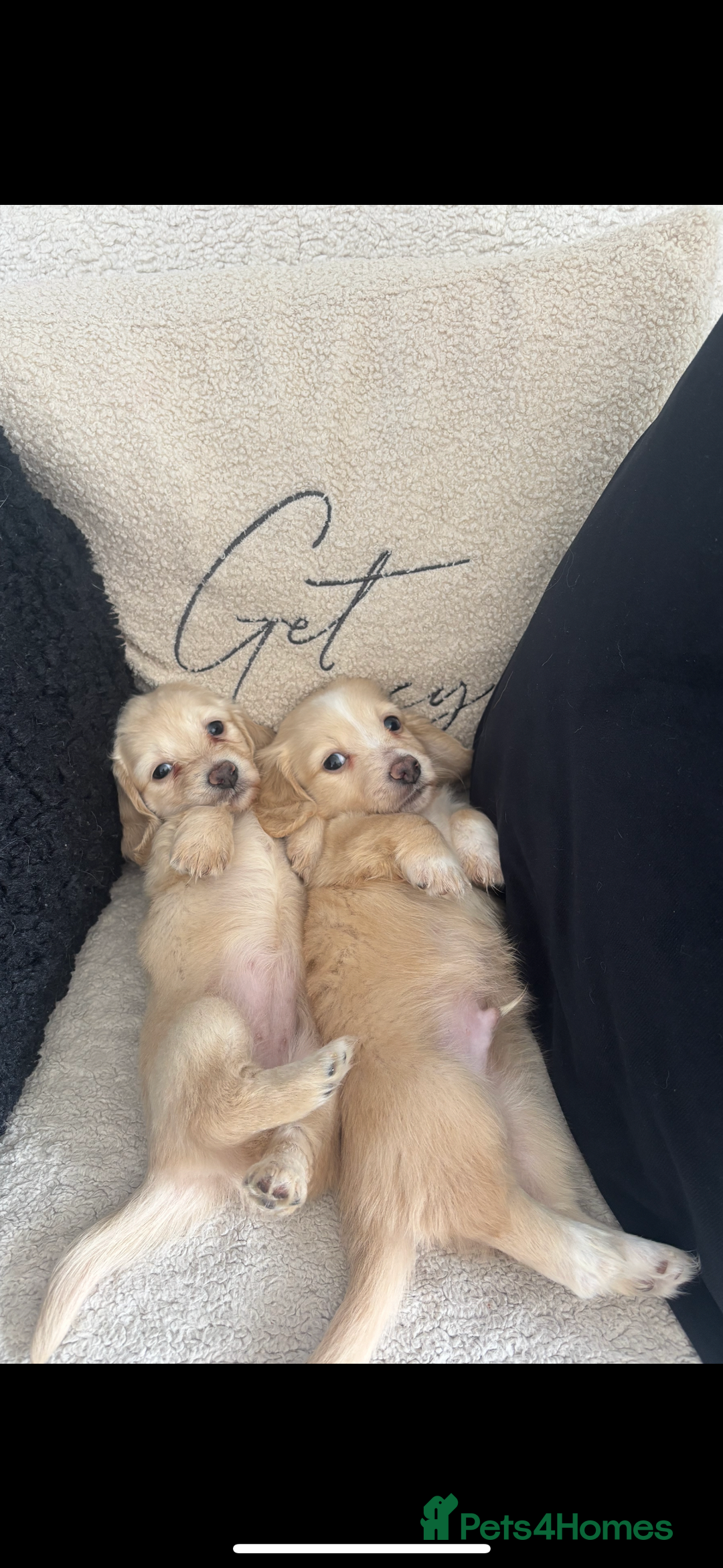 Miniature Dachshund dogs for sale: 2 Beautiful cream dachshunds  - Image 6
