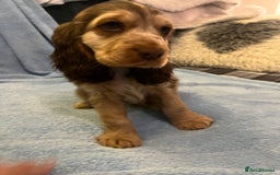 Cocker Spaniel dogs for sale: ADORABLE KC REG SHOW TYPE COCKER SPANIEL PUPPIES - Image 33