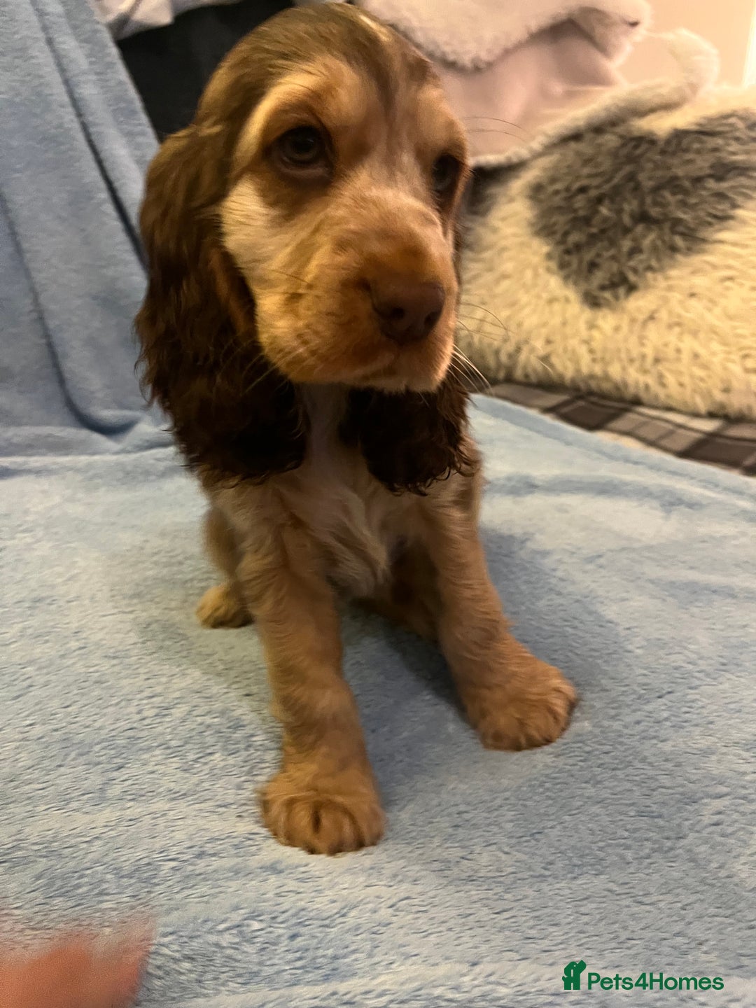 Cocker Spaniel dogs for sale: ADORABLE KC REG SHOW TYPE COCKER SPANIEL PUPPIES - Image 33